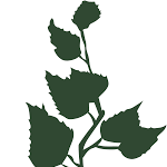 Grove Street Psychiatry